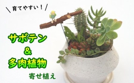 サボテン&多肉植物の寄せ植え[白ポット] / インテリア 植物 ギフト おしゃれ 彩花園