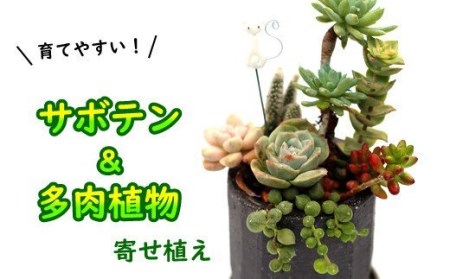 サボテン&多肉植物の寄せ植え[黒ポット] / インテリア 植物 ギフト おしゃれ 彩花園