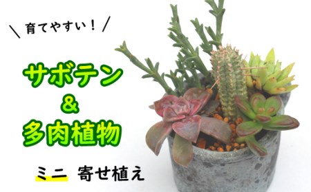 サボテン&多肉植物の寄せ植え[ミニ黒ポット] / インテリア 植物 ギフト おしゃれ 彩花園