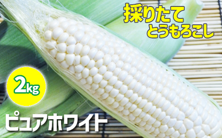 [早期予約]7月中旬発送開始予定 スイートコーン ピュアホワイト 2kg / みうら農園 とうもろこし トウモロコシ 産地直送 農家直送