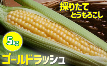 [早期予約]7月中旬発送開始予定 スイートコーン ゴールドラッシュ 5kg / みうら農園 とうもろこし トウモロコシ 産地直送 農家直送