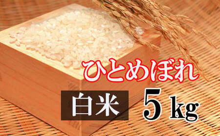 [2024年11月発送開始] 令和6年産 新米 ひとめぼれ 精米 5kg / 白米 産地直送 岩手県産 [かきのうえ]