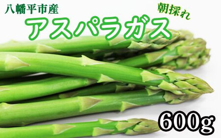 甘い! 朝採れ グリーンアスパラガス 600g (200g×3束) / 産地直送 農家直送 アスパラ 野菜 [田村和大]