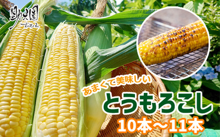 [2025年7月下旬発送開始] 甘い 朝採り とうもろこし 10本 〜 11本 [助六園]/ トウモロコシ コーン 一番果 新鮮 野菜 夏 夏野菜 旬 旬野菜 美味しい ゴールドラッシュ ミルキーシュガー 産地直送 農家直送 数量限定 期間限定 おすすめ