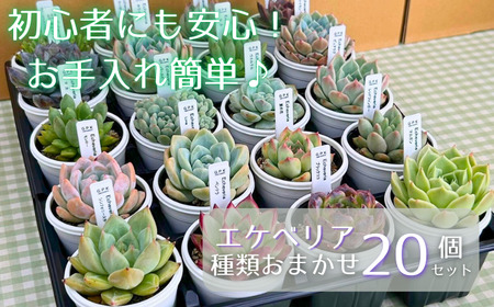 エケベリア おまかせ 20個 セット 【多肉屋GPK】／ インテリア インテリア植物 おしゃれインテリア オシャレ おしゃれ 多肉 多肉植物 観葉植物 植物 おまかせセット 人気 高評価 贈答 贈り物 趣味 ギフト プレゼント ナチュラル 自然 かわいい ミニサイズ 玄関 室内 飾れる ２０個 オススメ おすすめ