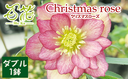 2026年 2月 ～ 3月 発送予定 クリスマスローズ ダブル 1鉢 【百花 -MoKa-】 花 フラワー 苗 ポット クリスマス ローズ ヘレボルス 植物 観葉植物 八重咲 八重咲き 二重咲 二重咲き ギフト 花ギフト プレゼント 贈り物 誕生日 記念日 お祝い 一点物 おまかせ 人気 おすすめ 予約 先行予約 予約受付