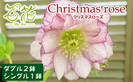 クリスマスローズ 百花オリジナルミックスセット シングル 1鉢 ダブル 2鉢[百花 -MoKa-]/ 花 苗 ポット クリスマス