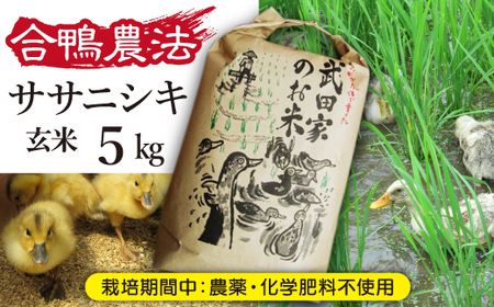 [令和5年度産]武田家のお米 ササニシキ(玄米)5kg[合鴨農法][米農家 仁左ェ門] / 米 げんまい 5キロ アイガモ