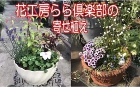 農場直送！】季節の花 寄せ植え | 宮崎県小林市 | ふるさと納税サイト