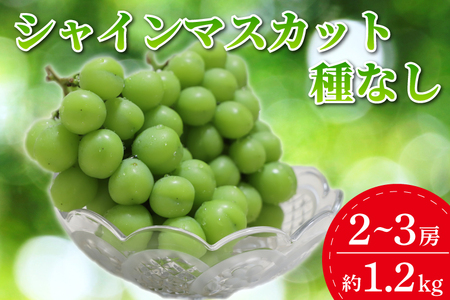 【先行予約】「数量限定」シャインマスカット（種なし）約1.2kg (DM003)