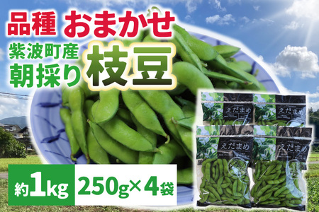 期間限定 ＼採れたて枝豆「秘伝」1kg(250g×4袋)/ 旬の品種 「秘伝」 2025年産 新鮮 産地直送 朝採り 野菜 えだまめ 小分け 250g 4袋 1kg 岩手県 紫波町