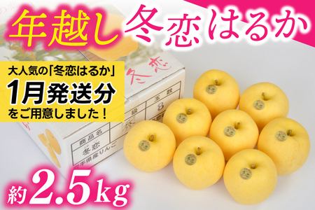 1月発送★ りんご 「年越し 冬恋はるか 約2.5kg 」 糖度15度以上 数量限定 岩手県産 りんご リンゴ 林檎 冬恋 はるか フルーツ くだもの 果物 [冬恋研究会] (AI022-ts)