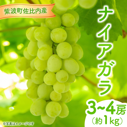 ぶどう ナイアガラ 1kg (3〜4房)[紫波町佐比内産]