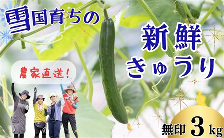 ファーム吉五郎 きゅうり 無印3kg