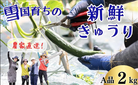 ファーム吉五郎 きゅうり A品2kg