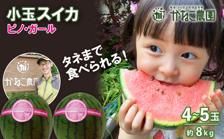 [2025年8月中旬より発送] 小玉スイカ「ピノガール」8kg(4〜5玉)セット[かねこ農園]