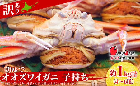 北海道産[朝ゆで]訳ありオオズワイガニ メス(小) 1.0kg詰 子持ち 内子 外子[かにのマルマサ]