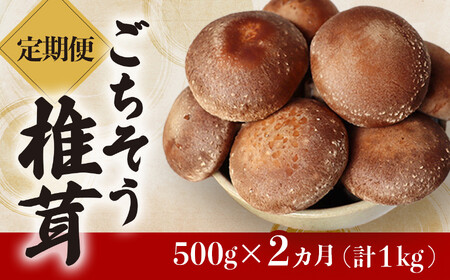 [定期便2ヶ月]ごちそう菌床生椎茸 500g (計1kg) 定期 野菜 きのこ しいたけ 岩手県 金ケ崎