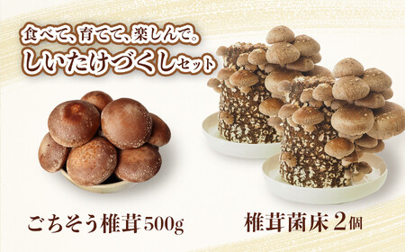 ごちそう菌床生椎茸500g + 椎茸菌床栽培キット 2個 野菜 きのこ しいたけ 岩手県 金ケ崎