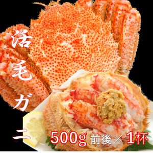 【令和7年発送】三陸産 三陸活毛ガニ 500g×1杯（1尾）【2025年3月～4月発送】