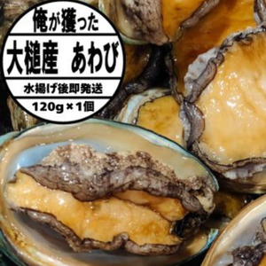 [2026年11月〜12月発送]三陸産天然活 アワビ 120g相当×1個[冷蔵][35]|冷蔵 三陸 岩手県 大槌町 あわび 人気 鮑 刺身 いわて iwate 2026 初栄丸