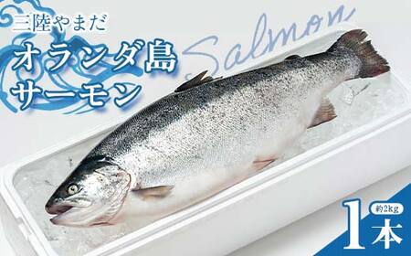 ≪発送期間5月〜7月≫三陸やまだオランダ島サーモン×1本(約2kg)[三陸やまだ漁協][月曜日発送][沖縄・離島配送不可]三陸山田 山田町 山田湾 山田産 トラウトサーモン 鮭 養殖 刺身 カルパッチョ 生食