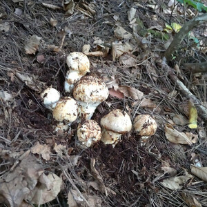 �y2026�H�����z�Y�n�����@��茧��򒬎Y�܂����@���C���ڂ݃Z�b�g300g_��� ���� ���̂� �܂��� �}�c�^�P_�y�z���s�n��F�����z�y1413485�z