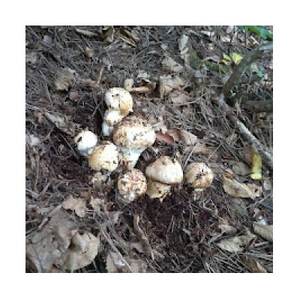 �y2026�H�����z�Y�n�����@��茧��򒬎Y�܂����@���C���ڂ݃Z�b�g500g_��� ���� ���̂� �܂��� �}�c�^�P_�y�z���s�n��F�����z�y1414047�z