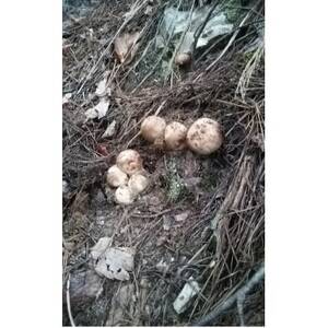産地直送 岩手県岩泉町産 松茸 小・コロ 500g[配送不可地域:離島]