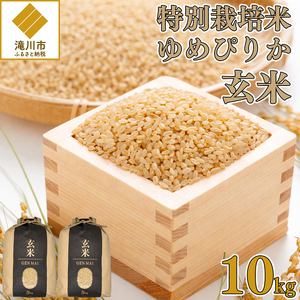 [特別栽培米]令和7年産 滝川産ゆめぴりか[玄米]10kg 特A ブランド米 北海道 | 米 こめ お米 単一米