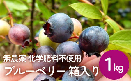 [ 先行予約 ] ブルーベリー ( 1kg ) 箱入り 生 無農薬 化学肥料不使用 摘みたて 冷蔵 大粒 濃厚 フルーツ 果物