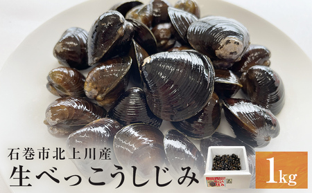 生べっこうしじみ