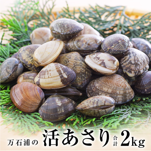 石巻・万石浦の活あさり(2kg) アサリ あさり 天然 貝 プリプリ おかず 味噌汁 砂抜き