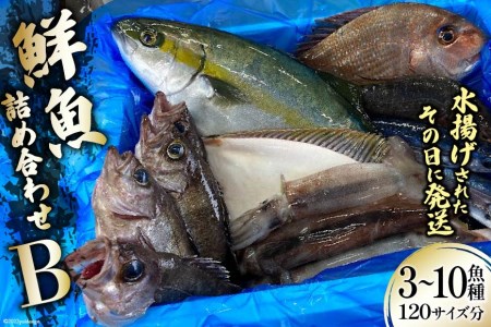 N lߍ킹 B 3`10 120TCY [肭݂炢 {錧 Cs 20563532] Yn {   