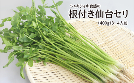 yԌzVLVLH̍tZi400gj3`4lO