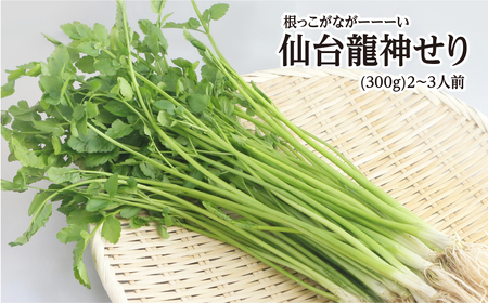 [期間限定]根っこがながーーーい仙台龍神せり(300g)2〜3人前