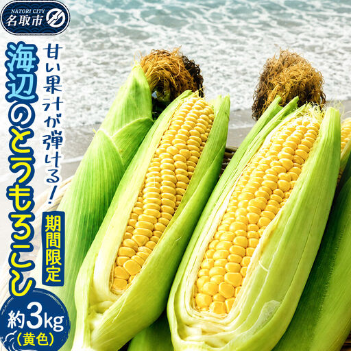 [期間限定]甘い果汁が弾ける!海辺のとうもろこし[黄色]約3kg(7〜8本程度)イエローコーン
