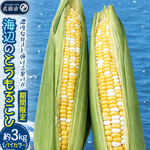 [期間限定]濃厚な甘さと弾ける果汁!海辺のとうもろこし[バイカラー]約3kg(7〜8本程度)バイカラーコーン