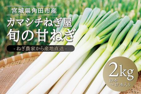 カマシチねぎ屋 旬の甘ねぎ 2kg（約10本～17本）【12月中旬以降順次発送】