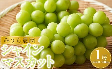 [先行予約]シャインマスカット 1房(約500〜600g)[8月下旬以降より順次発送]