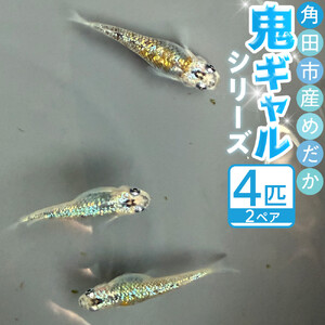 角田市産めだか（鬼ギャルシリーズ）　2ペア