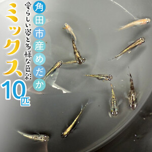 角田市産めだか（ミックス）10匹