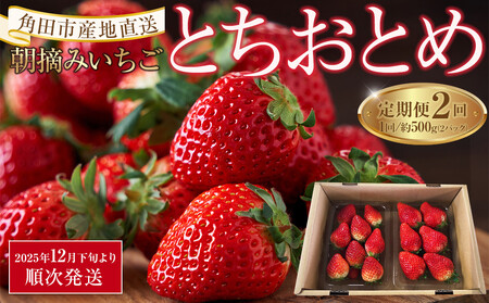 [定期便2回][角田市産地直送]朝摘みいちご「とちおとめ」合計約500g(250g×2パック)