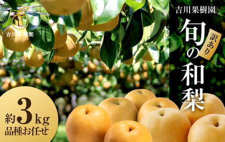yʌzy󂠂z{̘a@Rkgygʎzb iV ̗ t[c ʕ {̗ {錧pcs 3kg