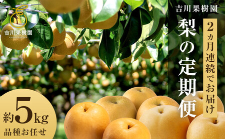 [2026年発送分 先行予約][梨の定期便/全2回発送]和梨2カ月連続お届け 5kg(品種おまかせ)