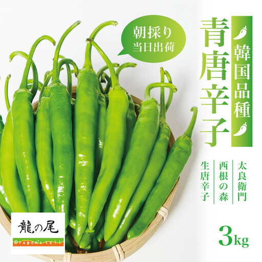 【宮城県産】生青唐辛子 龍の尾 3kgセット（500g×6袋）激辛韓国品種 西根の森｜太良衛門