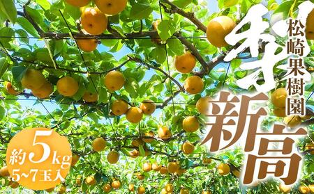 梨「新高」約5kg(5〜7玉入)[松崎果樹園]|梨 ナシ こだわりの梨 フルーツ 果物 旬の梨 宮城県角田市 約5kg