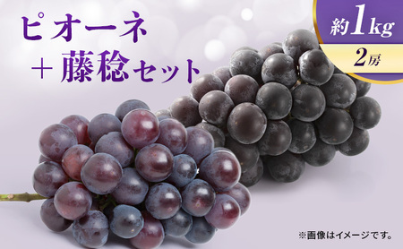 [8月中旬順次発送]ぶどう ピオーネ+藤稔セット 約1kg 2房 大粒品種 岩沼市産