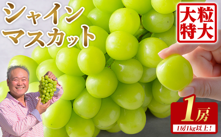 ≪先行予約受付中!≫シャインマスカット 大サイズ 1房 (1房1kg以上) フルーツ 果物 くだもの マスカット ぶどう ブドウ 葡萄 大粒 特大 [いとうブドウ園]tm539