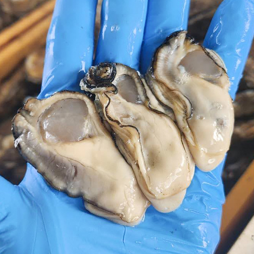 松島牡蠣屋 冷凍 生食用 牡蠣 むき身 4kg 剥き身 生牡蠣 宮城県産 牡蛎 牡蠣 カキ オイスター カキフライ 牡蠣鍋 海鮮 国産 魚貝類 殻むき不要 【菊地水産合同会社】tm756